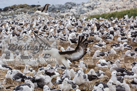 Adult black-browed albatross (Thalassarche melanophris) landing in breeding colony on Steeple Jason Island, Falkland Islands, UK Overseas Protectorate, South America