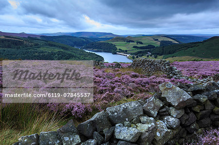 Heather covered Bamford Moor, Ladybower Reservoir and Ashopton Bridge at dawn in summer, Peak District, Derbyshire, England, United Kingdom, Europe Heather covered Bamford Moor, Ladybower Reservoir and Ashopton Bridge at dawn in summer, Peak District, Derbyshire, England, United Kingdom, Europe