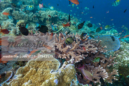 A profusion of coral and reef fish on Batu Bolong, Komodo Island National Park, Indonesia, Southeast Asia, Asia