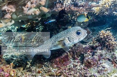 Porcupinefish (Diodon hystrix) on house reef at Sebayur Island, Komodo Island National Park, Indonesia, Southeast Asia, Asia