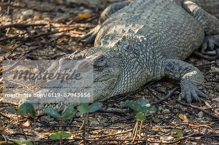 Wild saltwater crocodile (Crocodylus porosus) on the banks of the Hunter River, Mitchell River National Park, Kimberley, Western Australia, Australia, Pacific