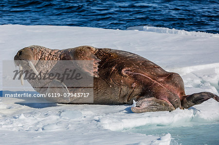 Adult bull Atlantic walrus (Odobenus rosmarus rosmarus) rolling on its back on ice in Storfjorden, Svalbard, Arctic, Norway, Scandinavia, Europe
