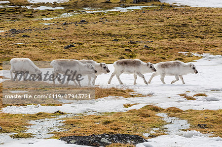 Svalbard reindeer (Rangifer tarandus) grazing on the tundra in Varsolbukta, Bellsund, Spitsbergen, Arctic, Norway, Scandinavia, Europe