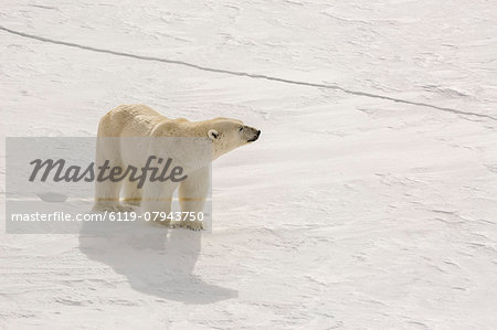Adult polar bear (Ursus maritimus) on first year sea ice near Cape Fanshawe, Spitsbergen, Svalbard, Arctic, Norway, Scandinavia, Europe