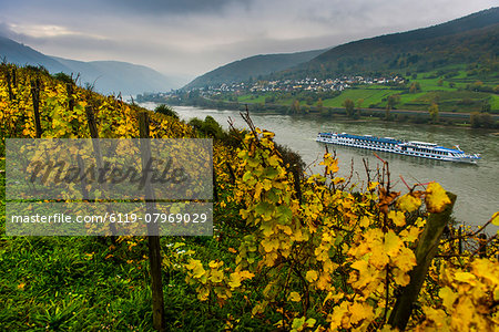 Fall leaves in the vineyards and a cruise ship on the Rhine River, Assmannshausen, Rhine valley, Rhineland-Palatinate, Germany, Europe
