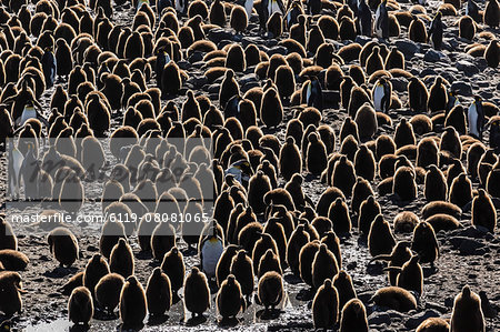 King penguin (Aptenodytes patagonicus) adults with chicks at St. Andrews Bay, South Georgia, Polar Regions