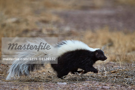 Striped skunk (Mephitis mephitis), Bosque del Apache National Wildlife Refuge, New Mexico, United States of America, North America