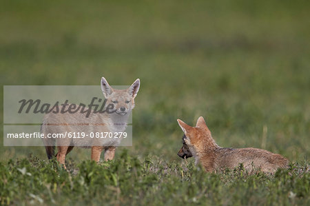 Serengeti jackal (golden jackal) (Canis aureus bea) pups, Ngorongoro Crater, Tanzania, East Africa, Africa