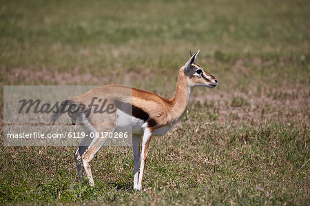 Thomson's gazelle (Gazella thomsonii) female giving birth, Ngorongoro Crater, Tanzania, East Africa, Africa Thomson's gazelle (Gazella thomsonii) female giving birth, Ngorongoro Crater, Tanzania, East Africa, Africa