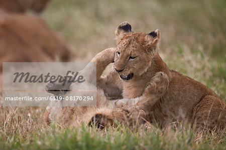Lion (Panthera Leo) cubs playing, Ngorongoro Crater, Tanzania, East Africa, Africa Lion (Panthera Leo) cubs playing, Ngorongoro Crater, Tanzania, East Africa, Africa