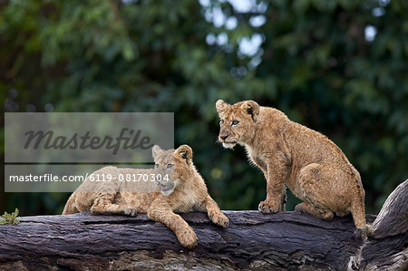 Lion (Panthera Leo) cubs on a downed tree trunk in the rain, Ngorongoro Crater, Tanzania, East Africa, Africa Lion (Panthera Leo) cubs on a downed tree trunk in the rain, Ngorongoro Crater, Tanzania, East Africa, Africa