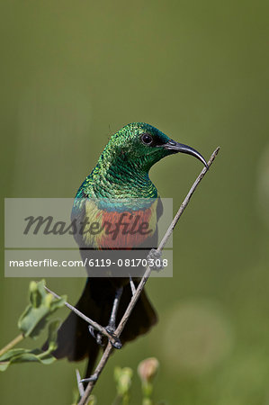 Beautiful sunbird (Cinnyris pulchella), male, Ngorongoro Conservation Area, Serengeti, Tanzania, East Africa, Africa