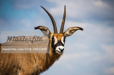 Roan antelope (Hippotragus equinus), Nyika National Park, Malawi, Africa Roan antelope (Hippotragus equinus), Nyika National Park, Malawi, Africa