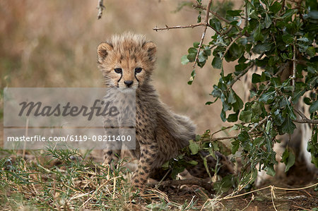 Cheetah (Acinonyx jubatus) cub about a month old, Serengeti National Park, Tanzania, East Africa, Africa
