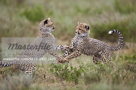 Cheetah (Acinonyx jubatus) cubs playing, Serengeti National Park, Tanzania, East Africa, Africa
