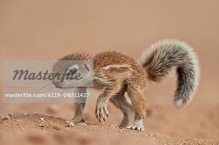 Baby Cape ground squirrel (Xerus inauris), Kgalagadi Transfrontier Park, encompassing the former Kalahari Gemsbok National Park, South Africa, Africa