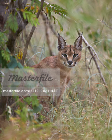 Caracal (Caracal caracal), Kruger National Park, South Africa, Africa Caracal (Caracal caracal), Kruger National Park, South Africa, Africa