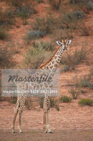Cape giraffe (Giraffa camelopardalis giraffa), Kgalagadi Transfrontier Park encompassing the former Kalahari Gemsbok National Park, South Africa, Africa Cape giraffe (Giraffa camelopardalis giraffa), Kgalagadi Transfrontier Park encompassing the former Kalahari Gemsbok National Park, South Africa, Africa
