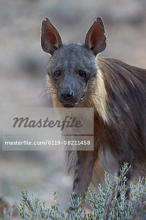 Brown hyena (Hyaena brunnea) (formerly Parahyaena brunnea), Kgalagadi Transfrontier Park encompassing the former Kalahari Gemsbok National Park, South Africa, Africa Brown hyena (Hyaena brunnea) (formerly Parahyaena brunnea), Kgalagadi Transfrontier Park encompassing the former Kalahari Gemsbok National Park, South Africa, Africa