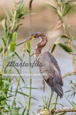 An adult tricolored heron (Egretta tricolor) in a stream, San Jose del Cabo, Baja California Sur, Mexico, North America