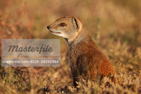 Yellow mongoose (Cynictis penicillata), Mountain Zebra National Park, South Africa, Africa