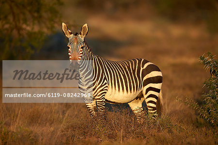 Cape mountain zebra (Equus zebra zebra) mare, Mountain Zebra National Park, South Africa, Africa