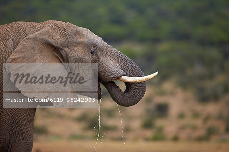 African elephant (Loxodonta africana) drinking, Addo Elephant National Park, South Africa, Africa