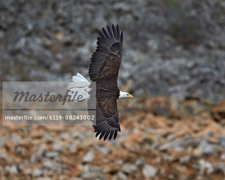 Bald eagle (Haliaeetus leucocephalus) in flight, Yellowstone National Park, Wyoming, United States of America, North America