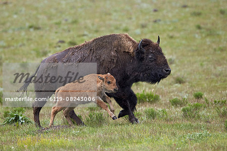 Bison (Bison bison) cow and calf running in the rain, Yellowstone National Park, Wyoming, United States of America, North America