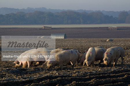 Free range pig farming, Wiltshire, England, United Kingdom, Europe