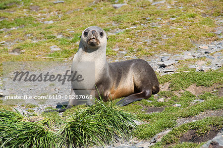 Fur seals, Moltke Harbour, Royal Bay, South Georgia, South Atlantic