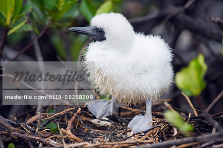 Red footed booby chick (Sula sula), Isla Genovesa, Galapagos Islands, UNESCO World Heritage Site, Ecuador, South America
