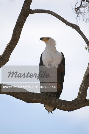 African fish eagle (Haliaeetus vocifer), Masai Mara, Kenya, East Africa, Africa