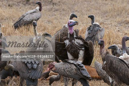 Vultures eating Topi, Masai Mara, Kenya, East Africa, Africa