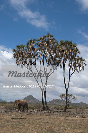 African elephant (Loxodonta africana) walking near a doum palm (Hyphaene coriacea), Samburu National Park, Kenya, East Africa, Africa
