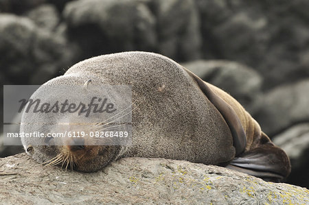 Australian Fur Seal (Arctocephalus forsteri), near Kaikoura, Canterbury, South Island, New Zealand, Pacific