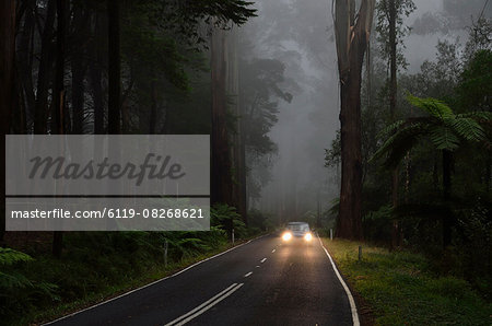 Mountain Ash forest in fog, Dandenong Ranges National Park, Dandenong Ranges, Victoria, Australia, Pacific