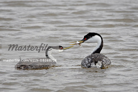 Western grebe (Aechmophorus occidentalis) courtship, Bear River Migratory Bird Refuge, Utah, United States of America