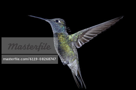 Male magnificent hummingbird (Eugenes fulgens) in flight, Madera Canyon, Coronado National Forest, Arizona, United States of America, North America