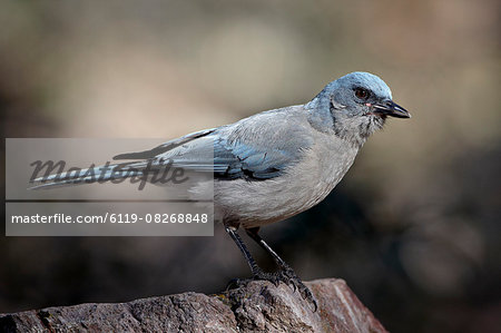 Mexican jay (Aphelocoma ultramarina), Chiricahuas, Coronado National Forest, Arizona, United States of America, North America