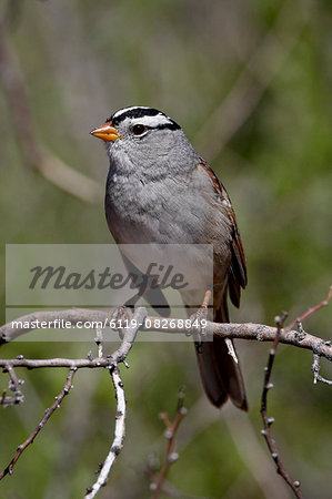 White-crowned sparrow (Zonotrichia leucophrys), Chiricahuas, Coronado National Forest, Arizona, United States of America, North America