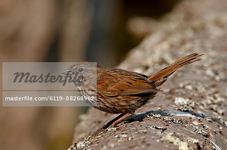 Song sparrow (Melospiza melodiai), Sidney Spit, British Columbia, Canada, North America