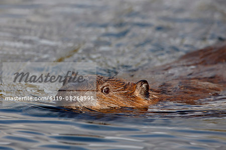 Beaver (Castor canadensis) swimming, Denali National Park and Preserve, Alaska, United States of America, North America