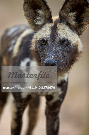 African wild dog (African hunting dog) (Cape hunting dog) (Lycaon pictus), Kruger National Park, South Africa, Africa