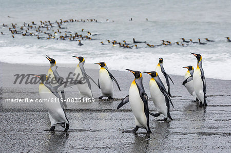 Adult king penguins (Aptenodytes patagonicus) returning from sea at St. Andrews Bay, South Georgia, Polar Regions