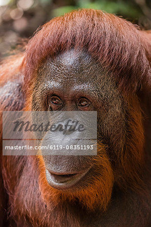 Reintroduced female orangutan (Pongo pygmaeus), Camp Leakey, Tanjung Puting National Park, Borneo, Indonesia, Southeast Asia, Asia