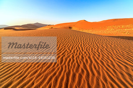 Dried plants among the sand dunes shaped by wind, Deadvlei, Sossusvlei, Namib Desert, Namib Naukluft National Park, Namibia, Africa