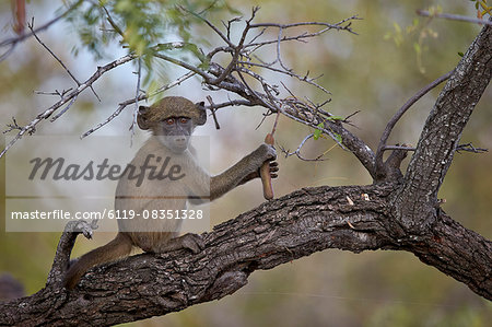 Chacma baboon (Papio ursinus) juvenile in a tree, Kruger National Park, South Africa, Africa Chacma baboon (Papio ursinus) juvenile in a tree, Kruger National Park, South Africa, Africa