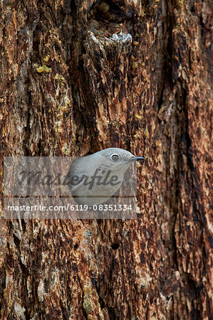 Mountain bluebird (Sialia currucoides), female exiting nest cavity, Yellowstone National Park, Wyoming, United States of America, North America