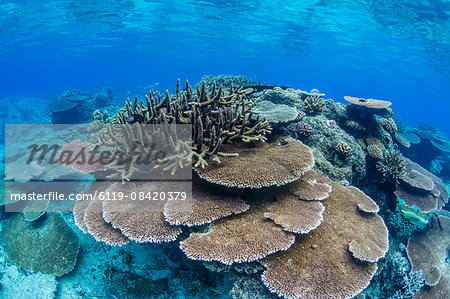 Underwater profusion of hard plate corals at Pulau Setaih Island, Natuna Archipelago, Indonesia, Southeast Asia, Asia